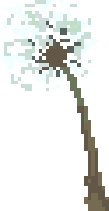 [100cc3] dandelion2
