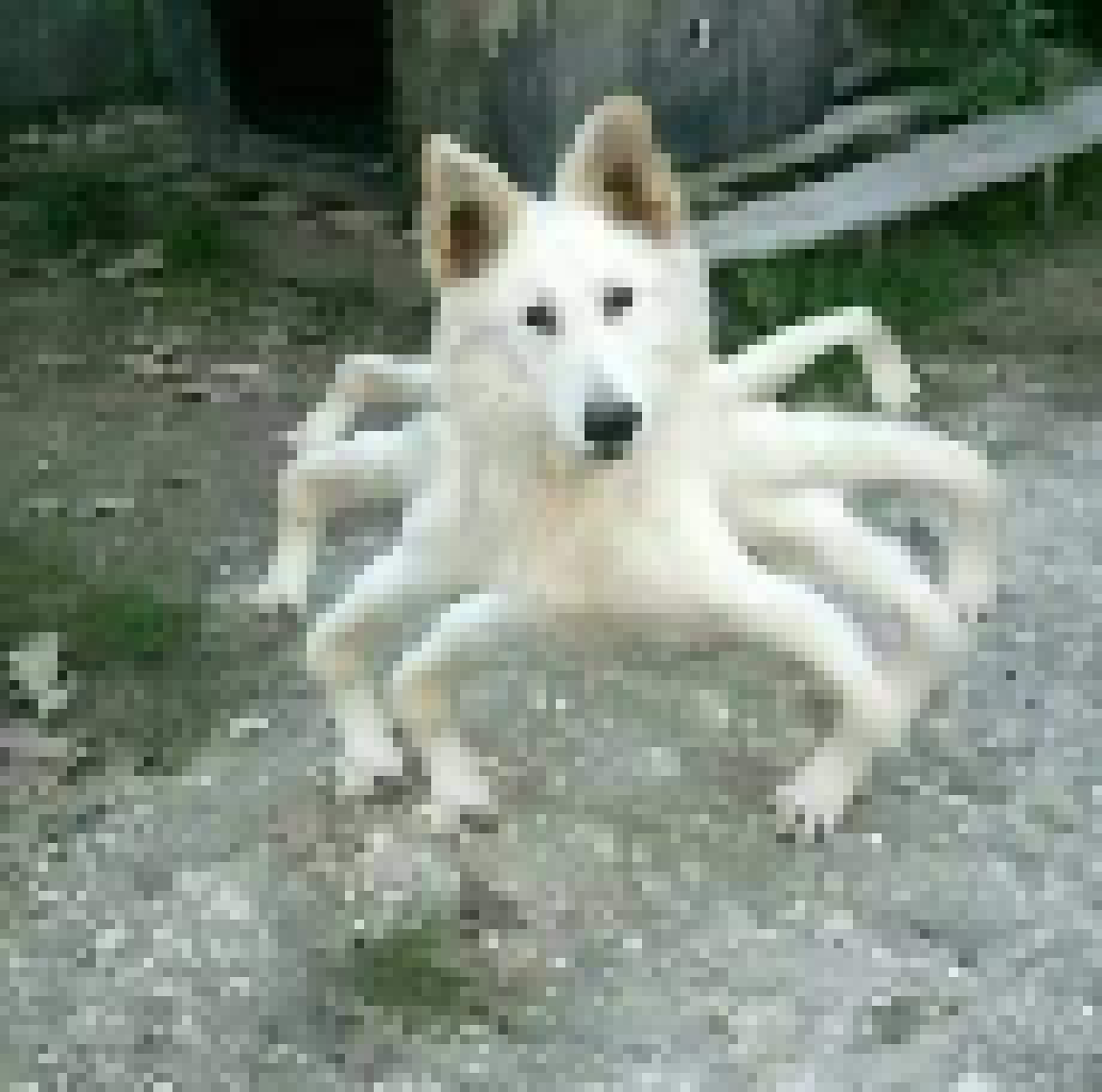 [990543] Spidog