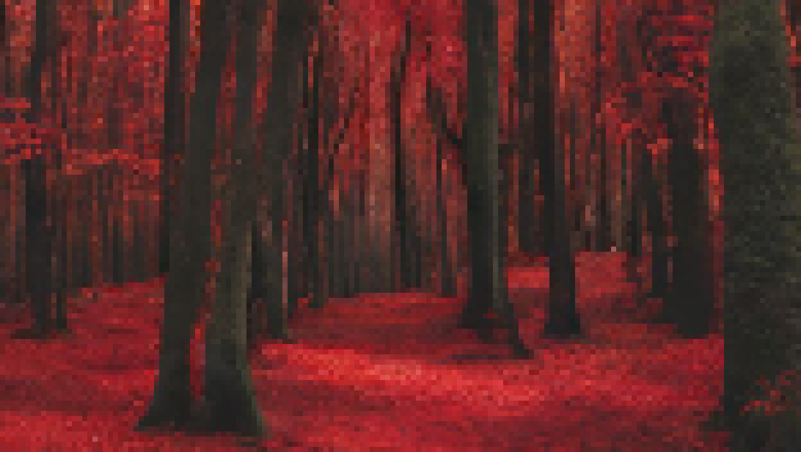 [6de8e4] The forest