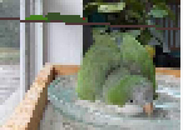 [7ab2ad] my real parrot