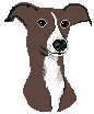 [bb0905] Greyhound