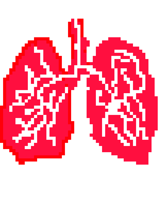 [570043] lungs