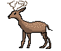 [b943de] Deer Male