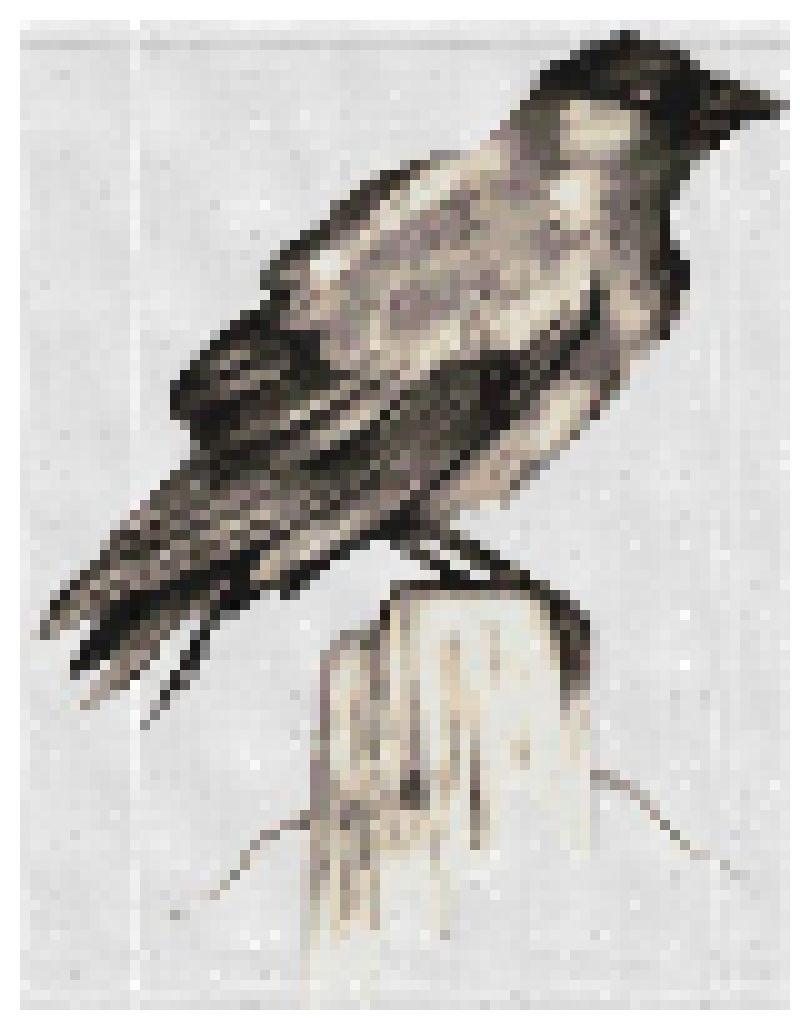 [b3cf46] Jackdaw white