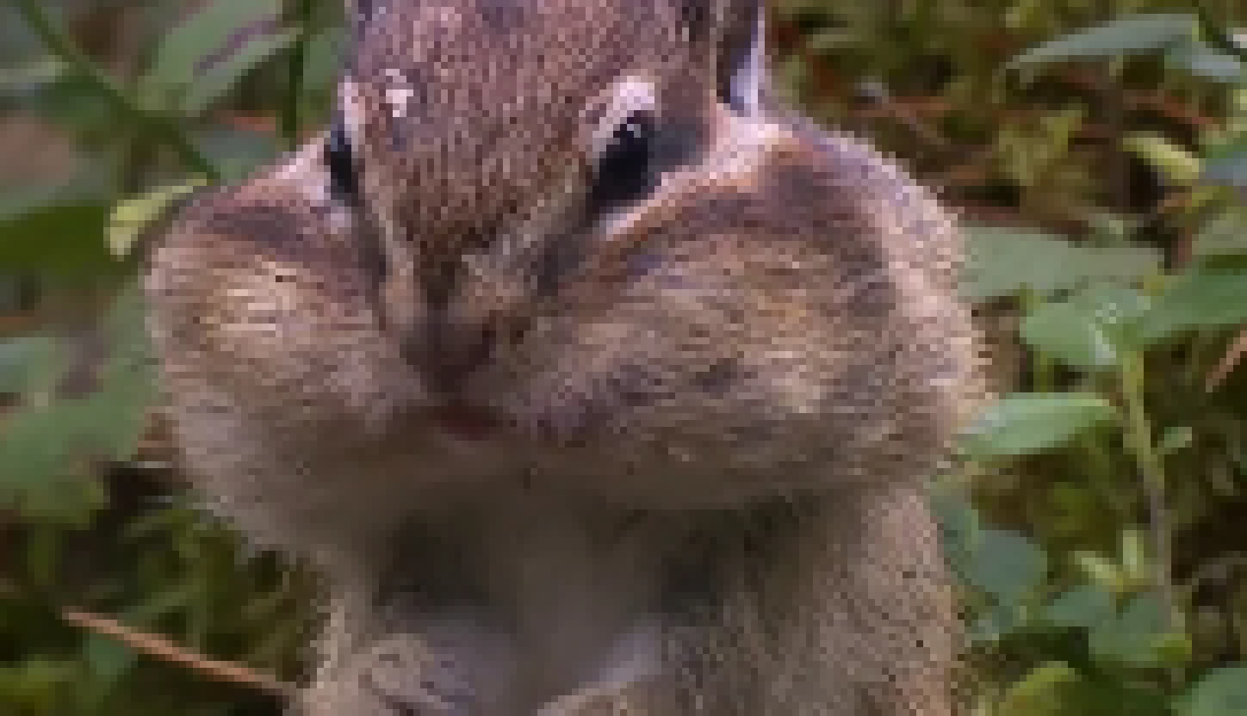 [4bb1ed] Chipmunk