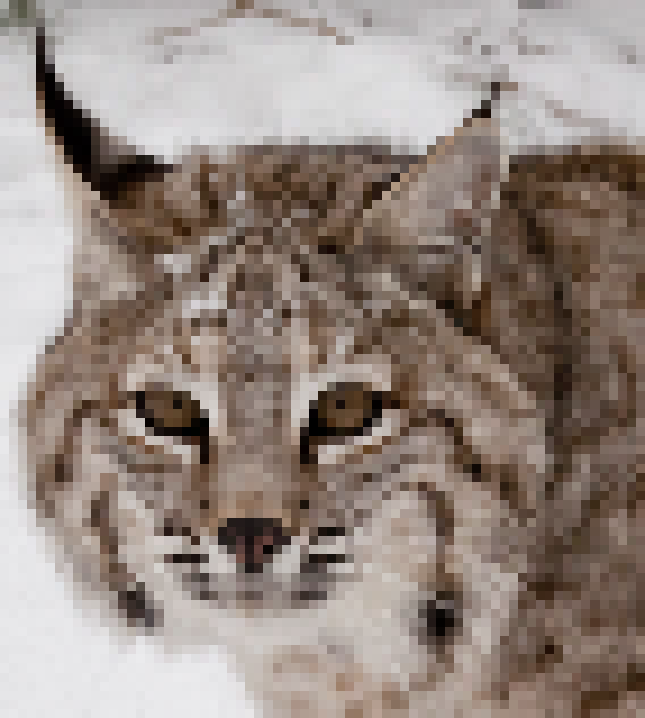 [705f3c] it's a bobcat twih. also alright got it nods