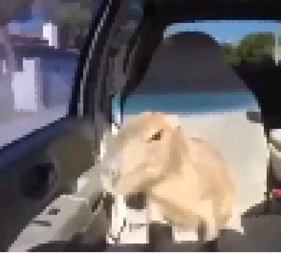 [e0624b] It's the neck that needs changes i guess -A Wild Capybara