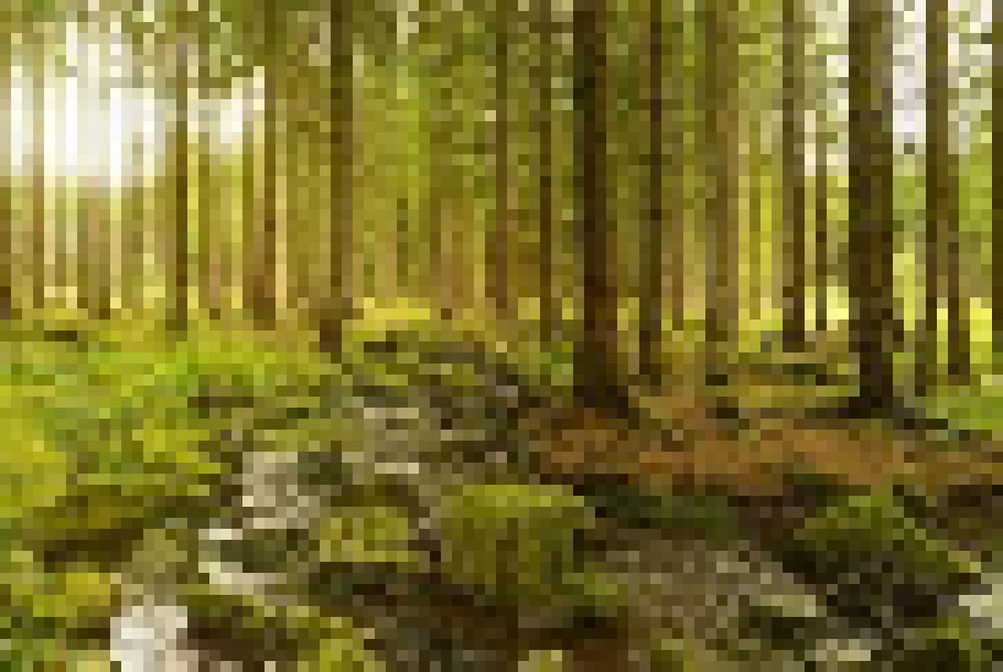 [050f15] forest