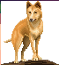 [f15231] animal_dingo_1