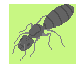 [944e5c] cAMPO