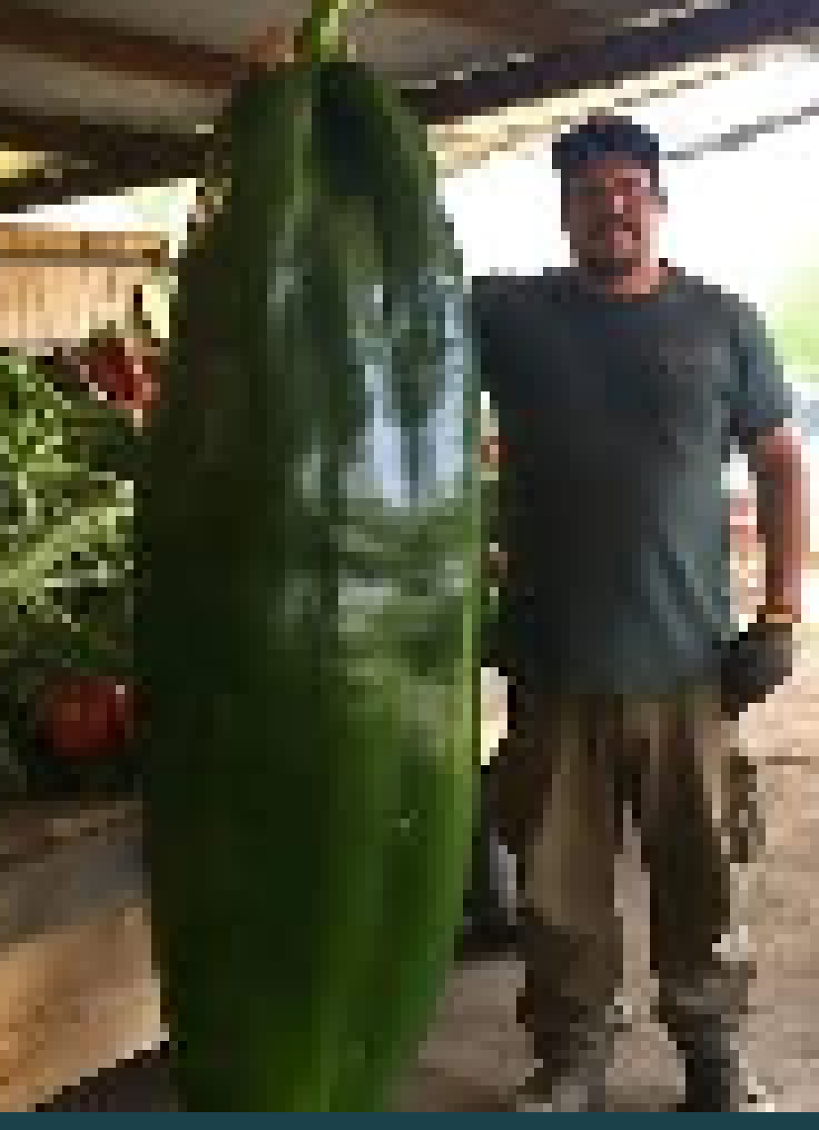 [91d61f] what is this,  the damn hulk pepper???