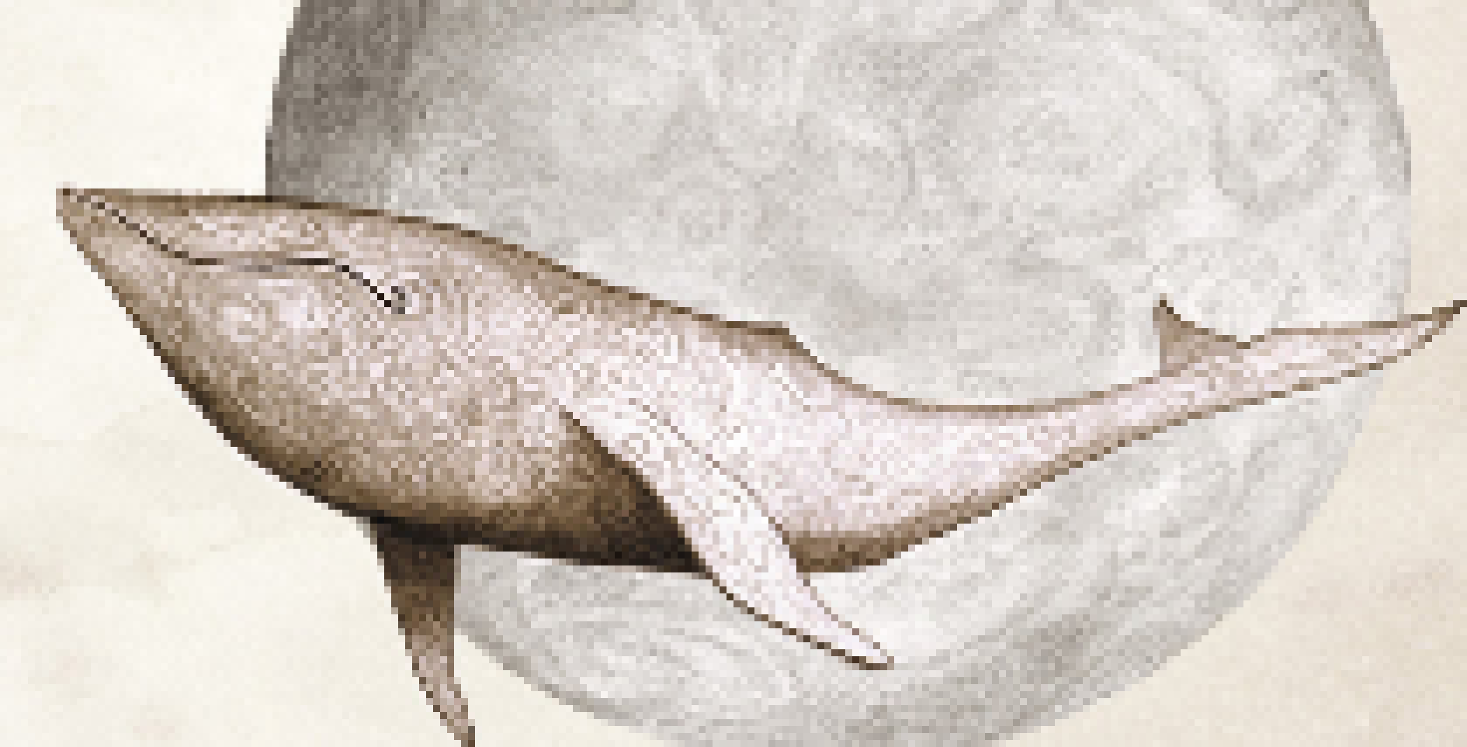[236914] NOW I SEE THE WHALES 🗣️🔥