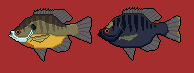 [11f564] Bluegill