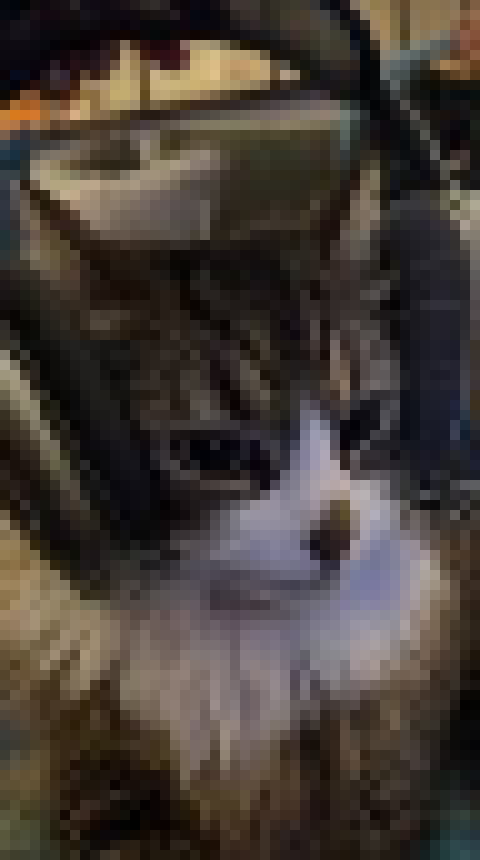 [35dc76] hi syl, pepper, nat, lexi, and xeno. also peak animals pepper